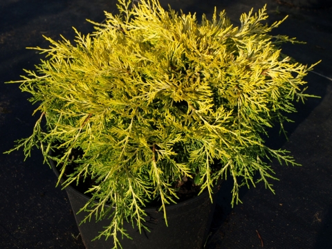 Jałowiec pośredni (Juniperus media) Golden Joy